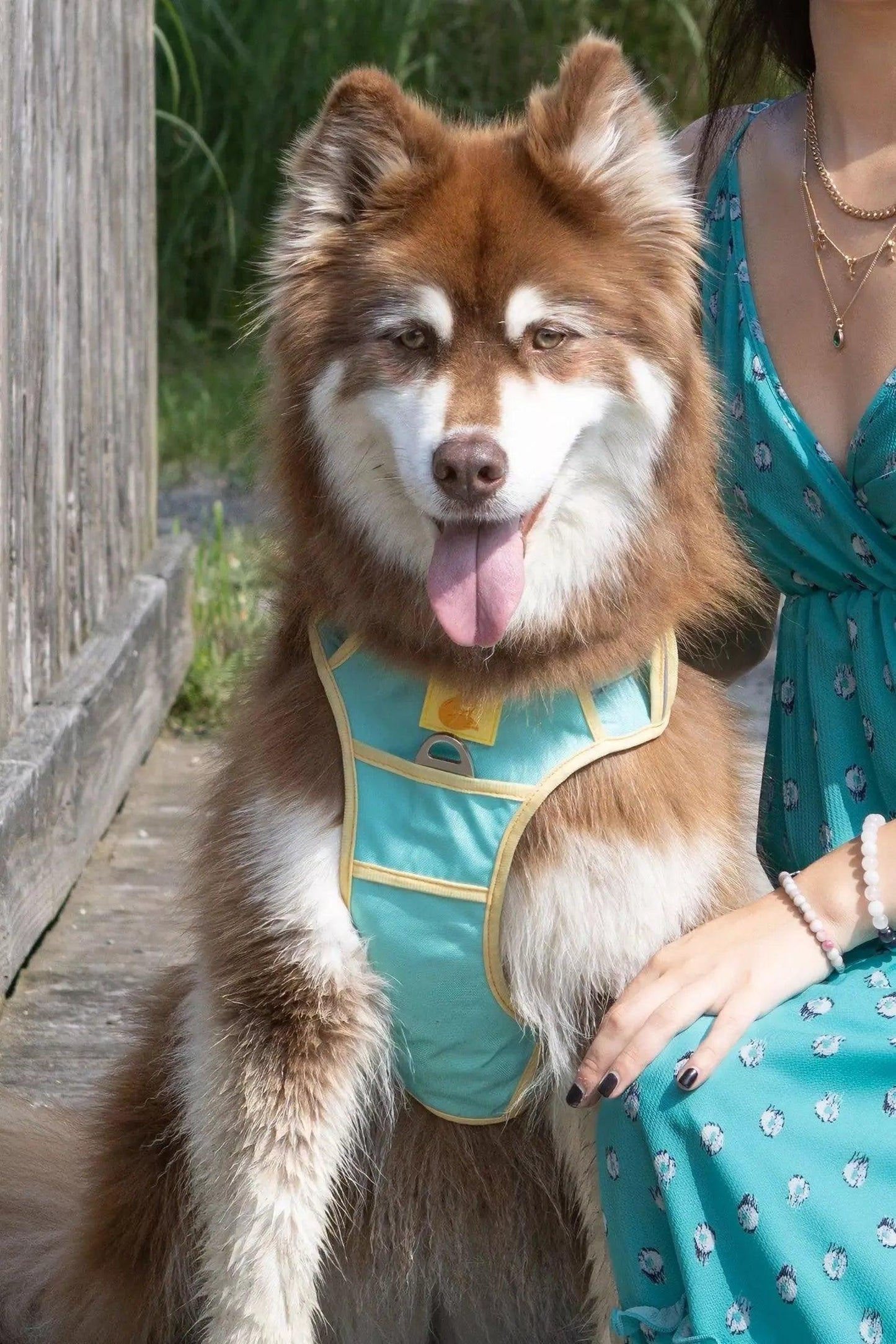 Island Vibes Ultimate Dog Harness-2